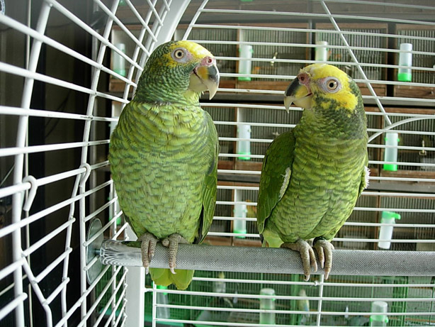 Amazoňan žltobruchý - Amazona xanthops